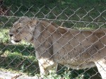 Chester Zoo 2011